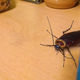 Illustration for article titled Cockroach Worried About What Kind Of Kitchen Cupboard He Leaving To Children